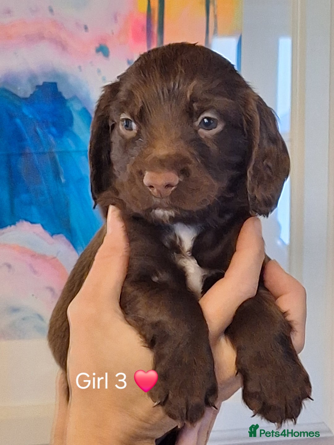 Sprocker dogs for sale: Beautiful Sprocker Spaniel Puppies  - Image 20