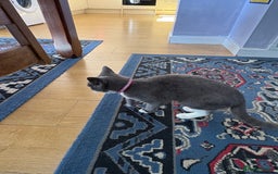 Ragdoll cats for sale: Ragdoll cross female - Image 4