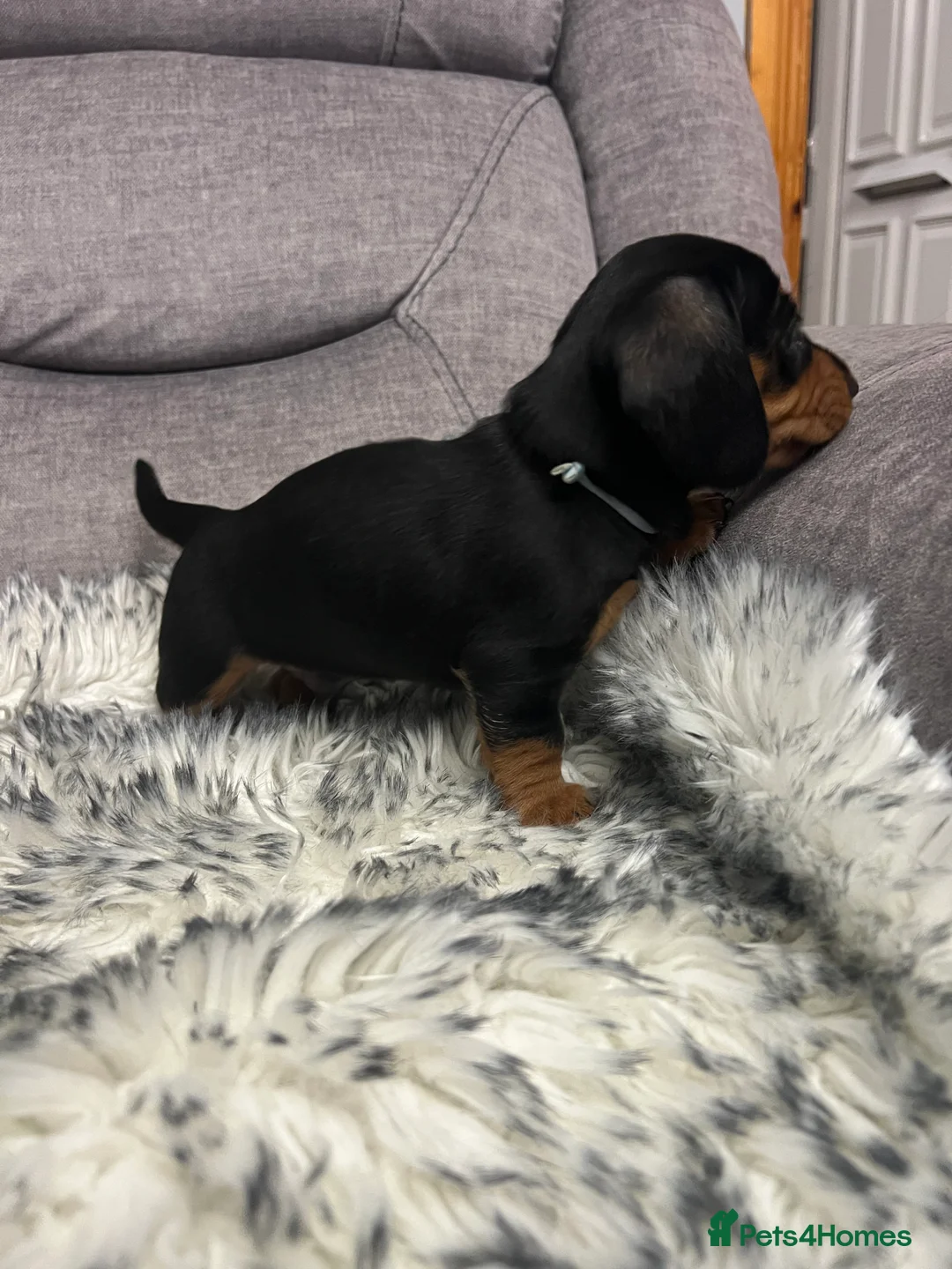 Dachshund dogs for sale: Adorable Dachshund puppies 4 boys 2 girls - Advert 8