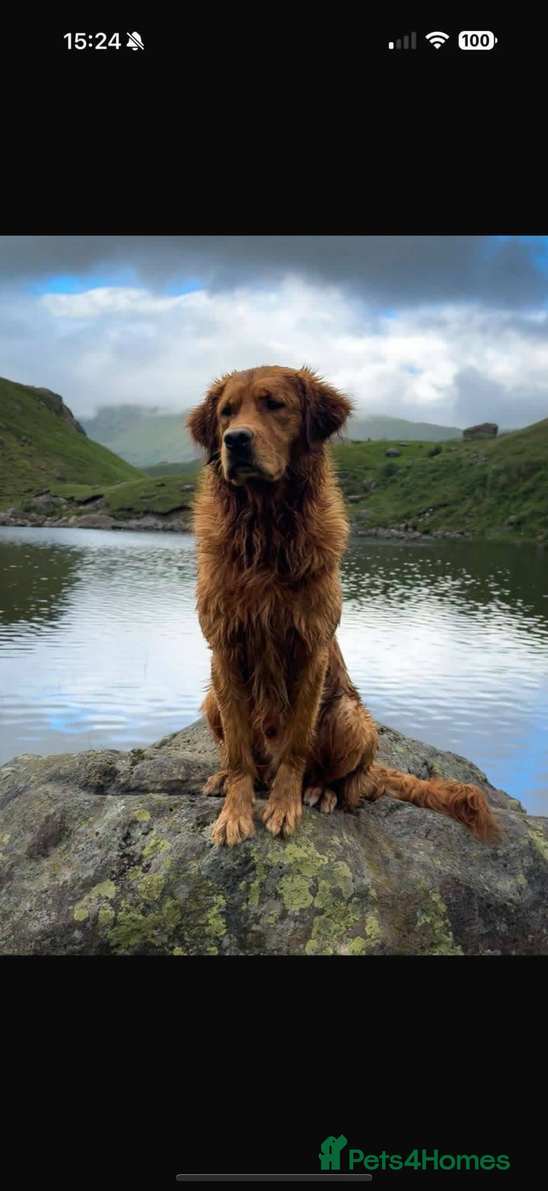 Golden Retriever dogs for sale: KC Registered Championship Line Golden Retrievers - Advert 5