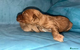 Cocker Spaniel dogs for sale: KC RED SHOW COCKER SPANIELS - Image 9