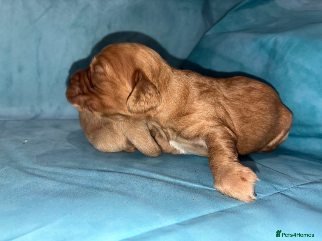 Cocker Spaniel dogs for sale: KC RED SHOW COCKER SPANIELS - Image 9