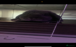 Mini Lop rabbits for sale: 2 mini lop rabbits bonded prefer to go together - Image 3