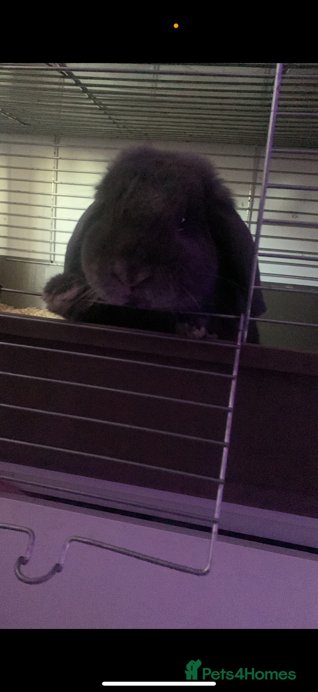 Mini Lop rabbits for sale: 2 mini lop rabbits bonded prefer to go together - Image 3