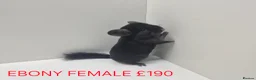 Chinchilla rodents for sale: STUNNING BABIES CHINCHILLA MIX COLOURS AND GENDER  in Sutton-in-Ashfield - Advert 8