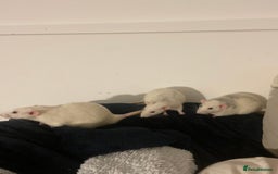 Rat rodents for sale: Rats and Cage - Image 13