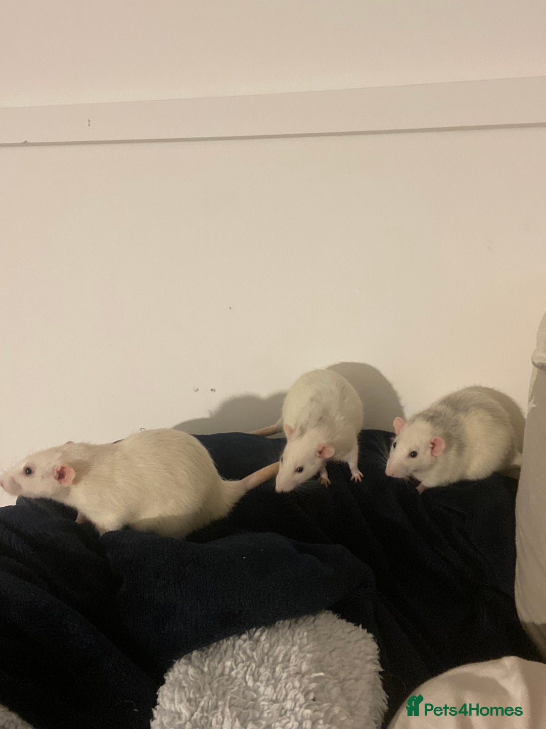 Rat rodents for sale: Rats and Cage - Image 13