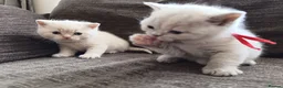 British Shorthair cats for sale: GCCF registered cream and lilac BSH - Advert 29