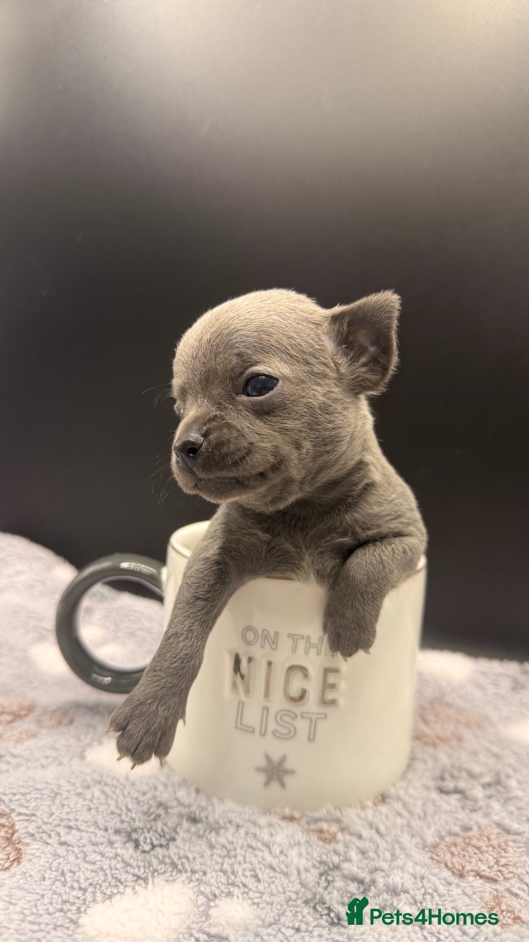 Chihuahua dogs for sale: Three Boy Chihuahuas | Lilac & Blue | Ready - Advert 24