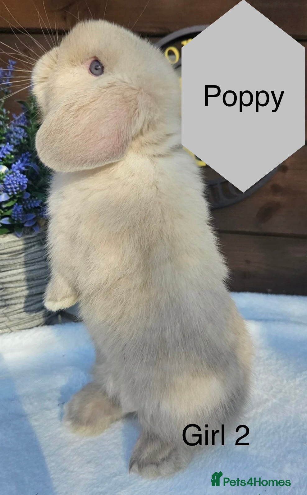 Mini Lop rabbits ❄️ 3 mini lop girls looking for a home  - Advert 12