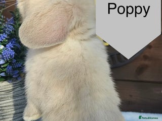 Mini Lop rabbits ❄️ 3 mini lop girls looking for a home - Advert 10