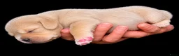 French Bulldog dogs for sale: French bull dog puppies available July  - Advert 2