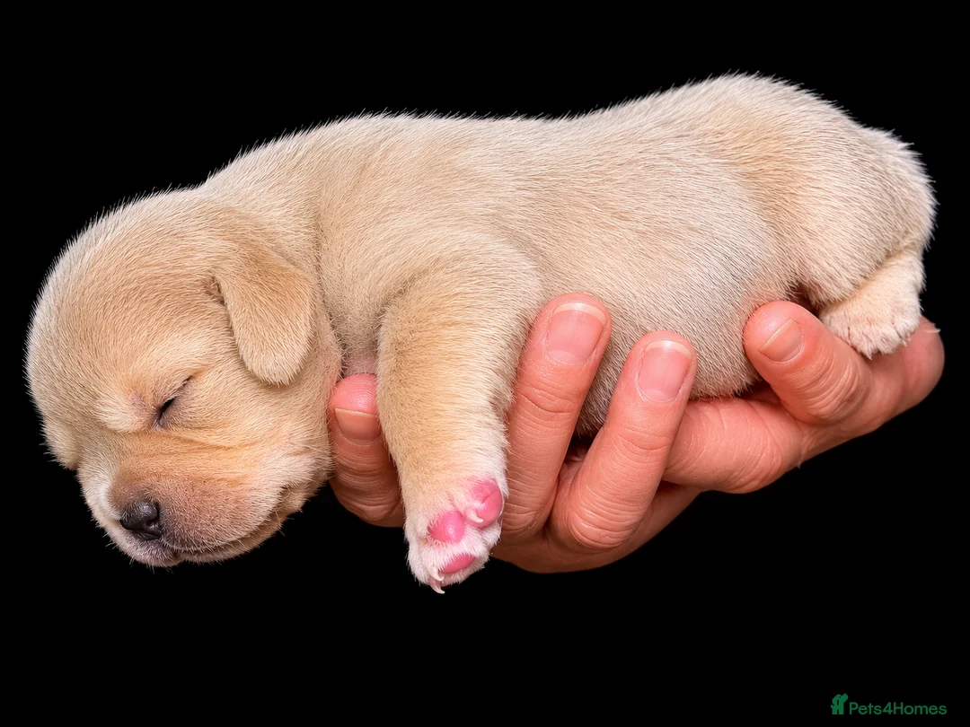 French Bulldog dogs for sale: French bull dog puppies available July  - Advert 2