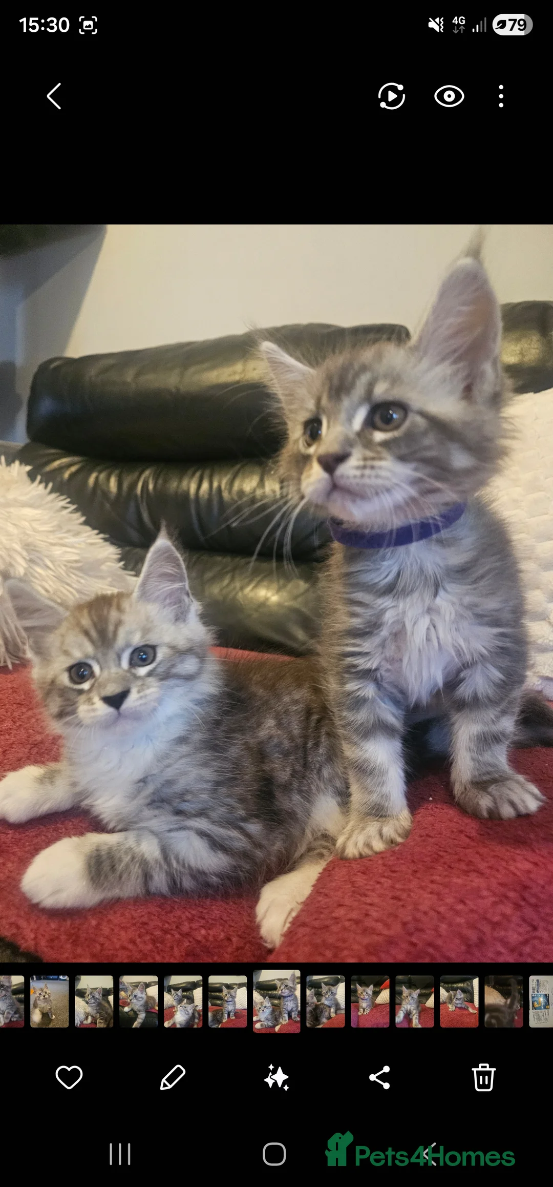 Maine Coon cats for sale: Champion bloodline maine coon kittens TICA - Advert 27