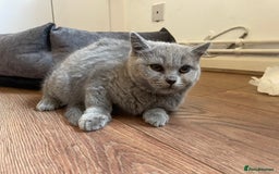 Scottish Fold cats for sale: Beautiful scotish fold straight ear kittens 🐱 ❤️ in Altrincham - Image 6