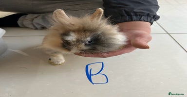 Lionhead rabbits Lionhead  - Advert 5