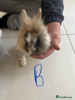 Lionhead rabbits Lionhead - Advert 2