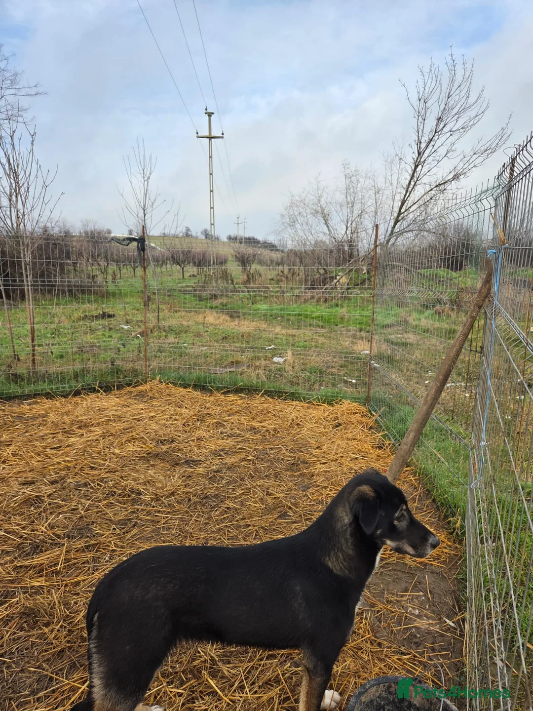 Mixed Breed dogs for adoption: 🐾 RONA -  a Lovely Girl, for a Loving Home🐾 - Advert 23