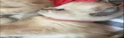 Ragdoll cats for sale: Beautiful female pure blue point ragdoll kitten  - Advert 3