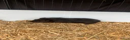 Guinea Pig rodents for sale: Guinea Pigs - Advert 11