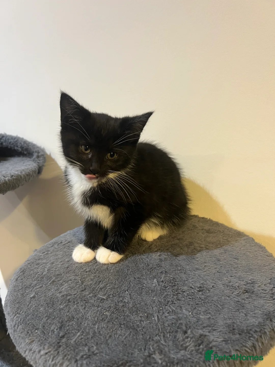 Mixed Breed cats for sale: kittens ready for a new home. - Advert 26