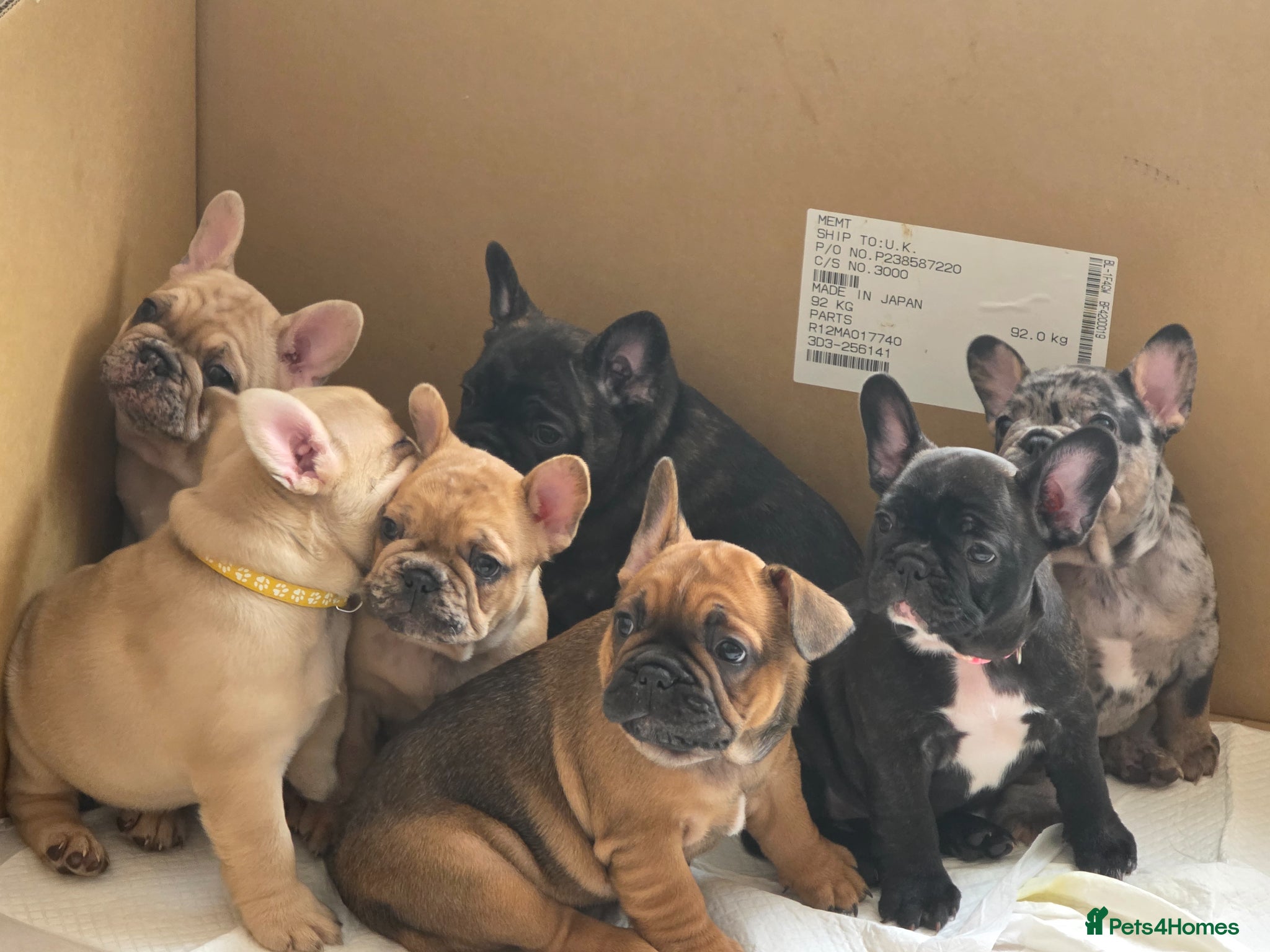French Bulldog dogs French Bulldog Puppies – Ready 4th june🐶 - Advert 1