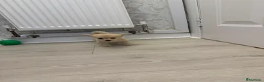 Pomchi 4