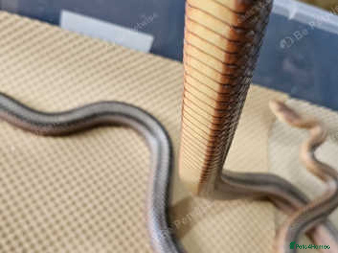 Rat Snake reptiles for sale: Mexican baird rat snakes  - Image 3