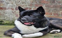 Akita dogs for stud: Pasha The Akita for Stud - Image 3