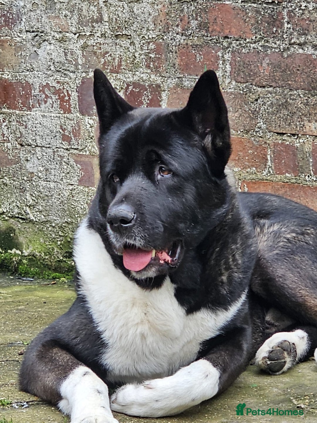 Akita dogs for stud: Pasha The Akita for Stud - Image 3