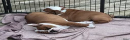 English Bulldog dogs for sale: Beautifully bred English bulldogs  - Advert 7
