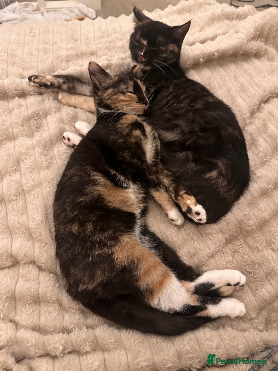 British Shorthair cats for sale: Rehoming my Sweet Baby girl rare Chimera  - Advert 9