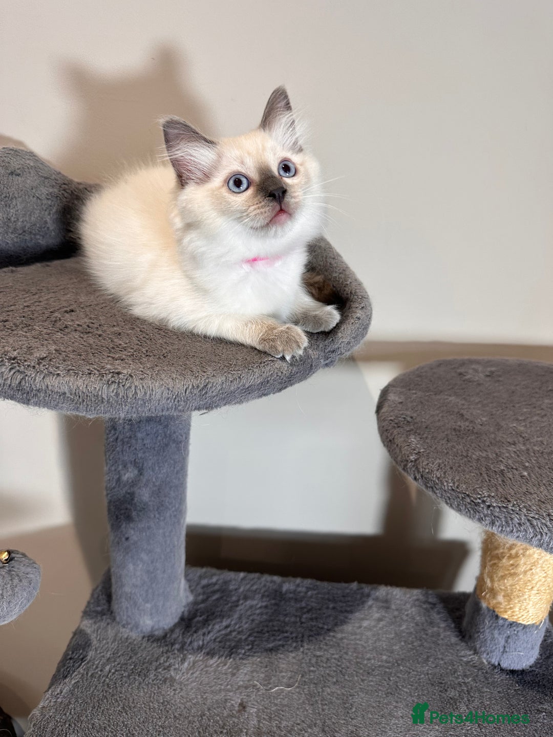 Ragdoll cats for sale: All Rehomed Thankyou  - Image 11