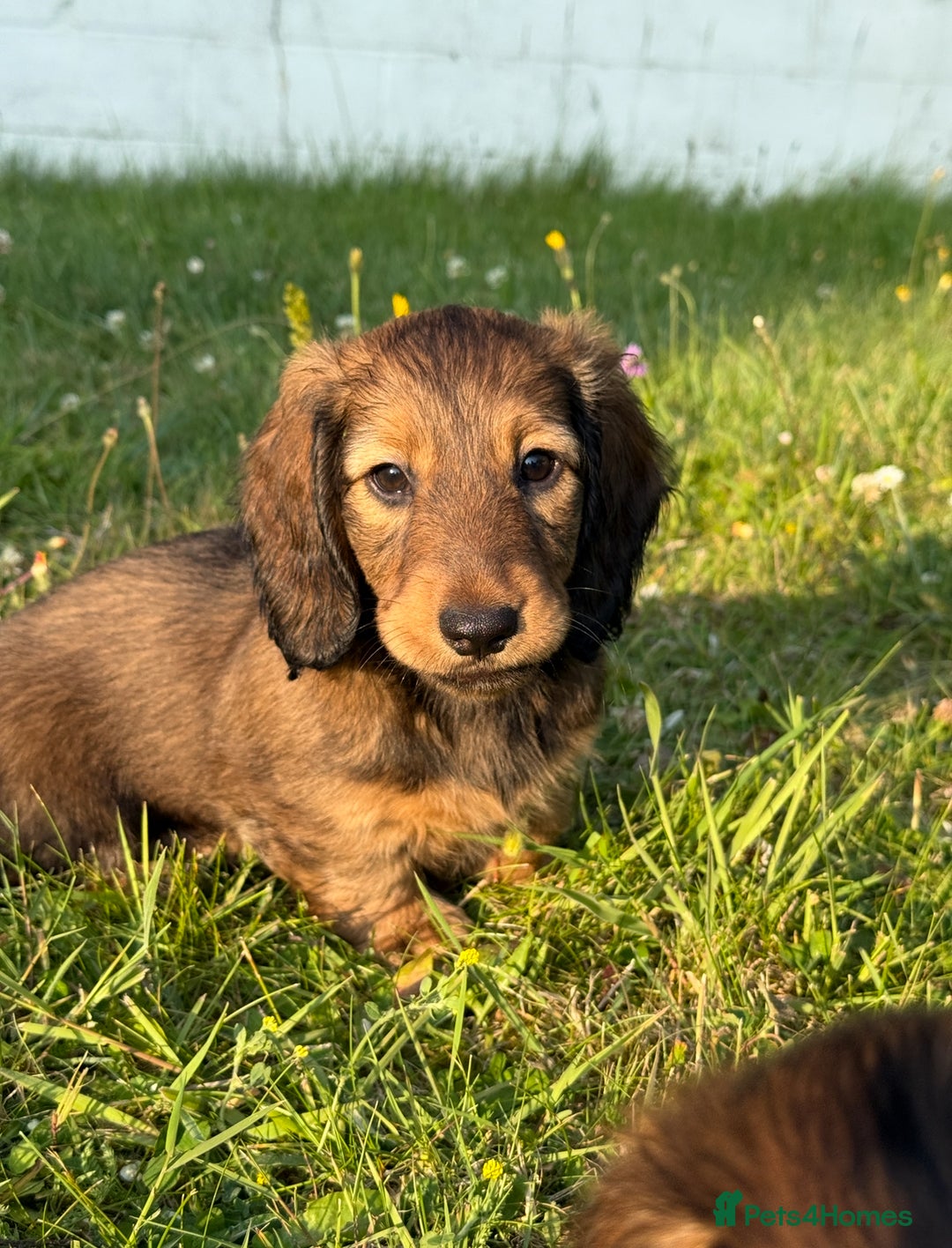 Dachshund dogs for sale: Black and Tan Dog - KC Registered Long-Haired Dachshund Puppies - Image 12