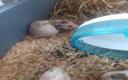 Hamster rodents for sale: Baby syrian hamsters long and short hair £12 each in Manchester - Image 3