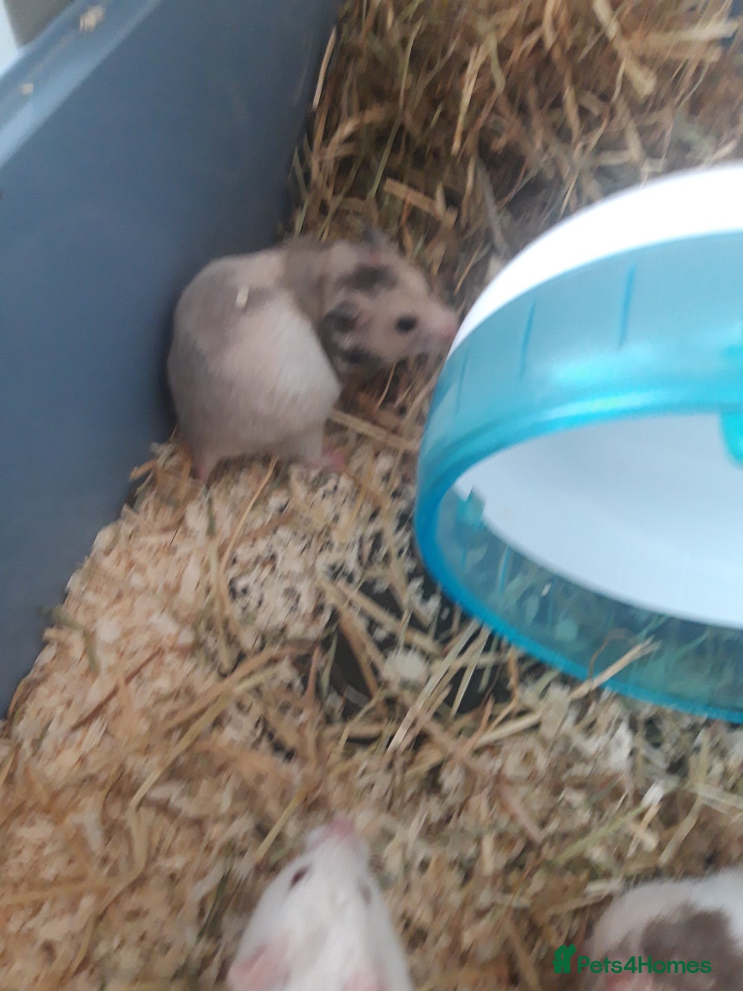 Hamster rodents for sale: Baby syrian hamsters long and short hair £12 each in Manchester - Image 3