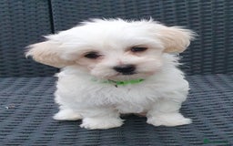 Maltese dogs for sale: Maltese Puppy KC Registred 9 weeks old London EN5 - Image 14