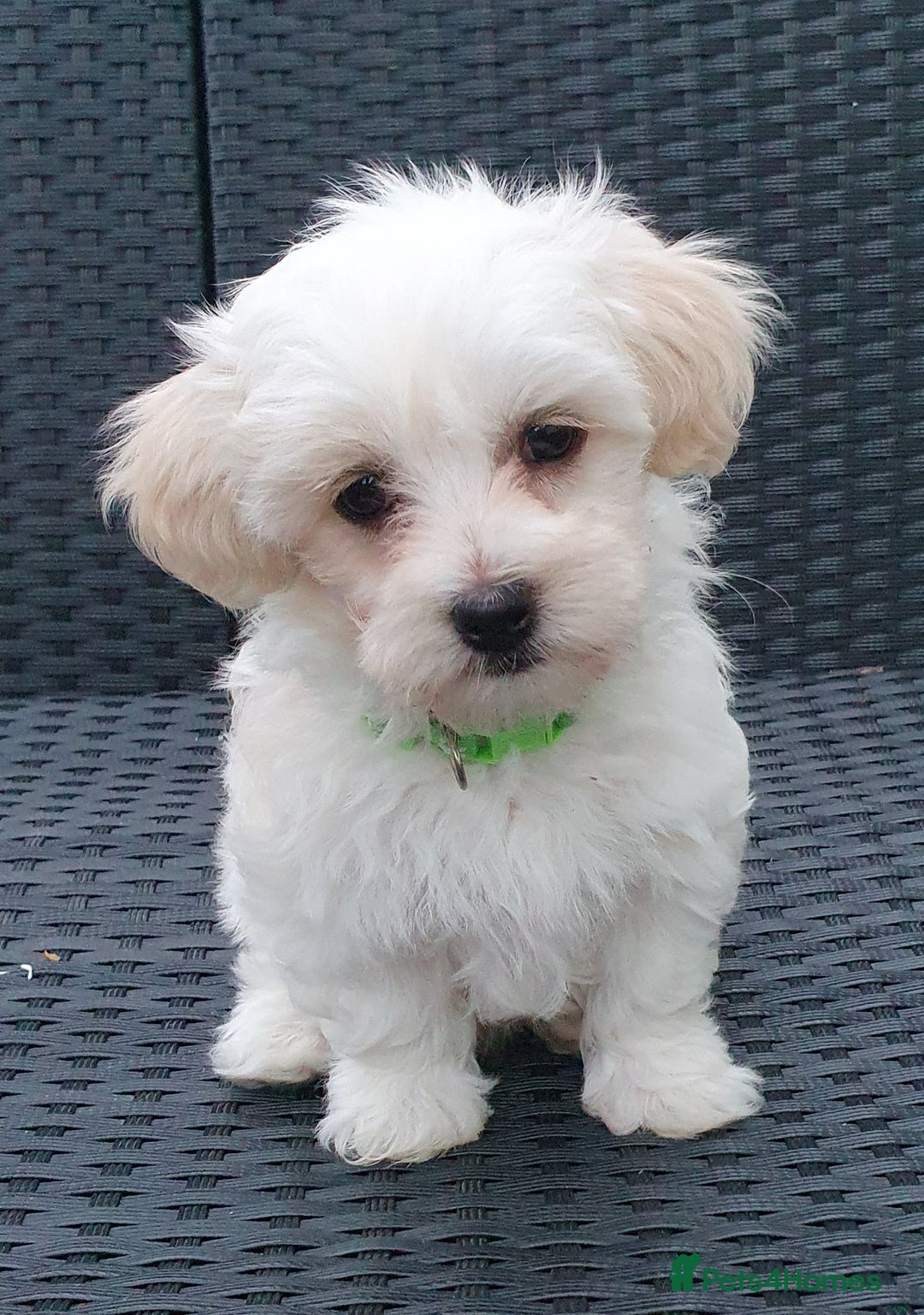 Maltese dogs for sale: Maltese Puppy KC Registred 9 weeks old London EN5 - Image 14