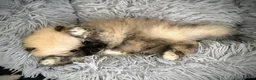 Pomeranian dogs for sale: Teddy bear Pomeranian  - Advert 13