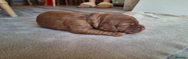 Cocker Spaniel 1