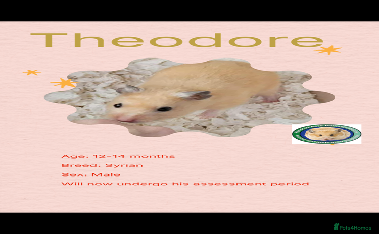 Hamster rodents Hamsters  - Advert 1