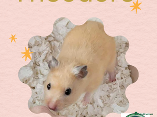 Hamster rodents Hamsters - Advert 1