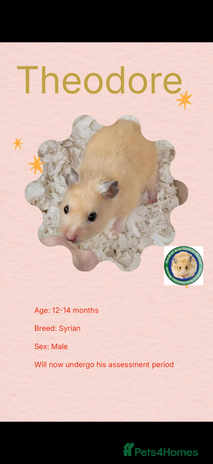 Hamster rodents Hamsters - Advert 1