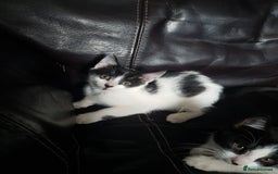 British Shorthair cats for sale: Here I have 4 beautiful kittens  - Image 15