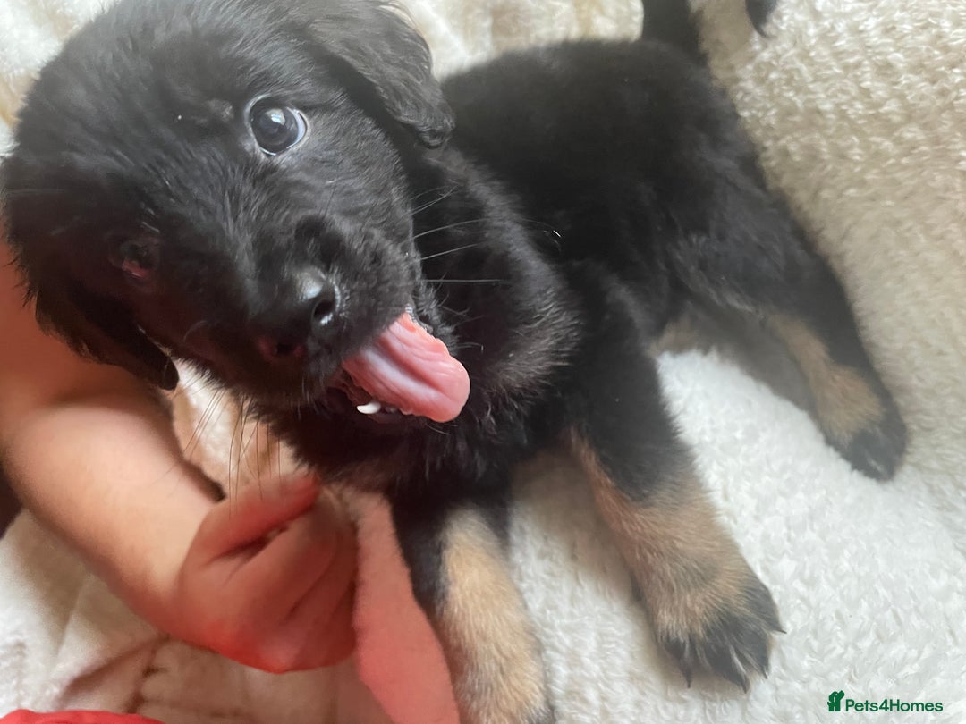 Mixed Breed dogs for sale: Mother cocker spaniel father German Shepherd - Image 1