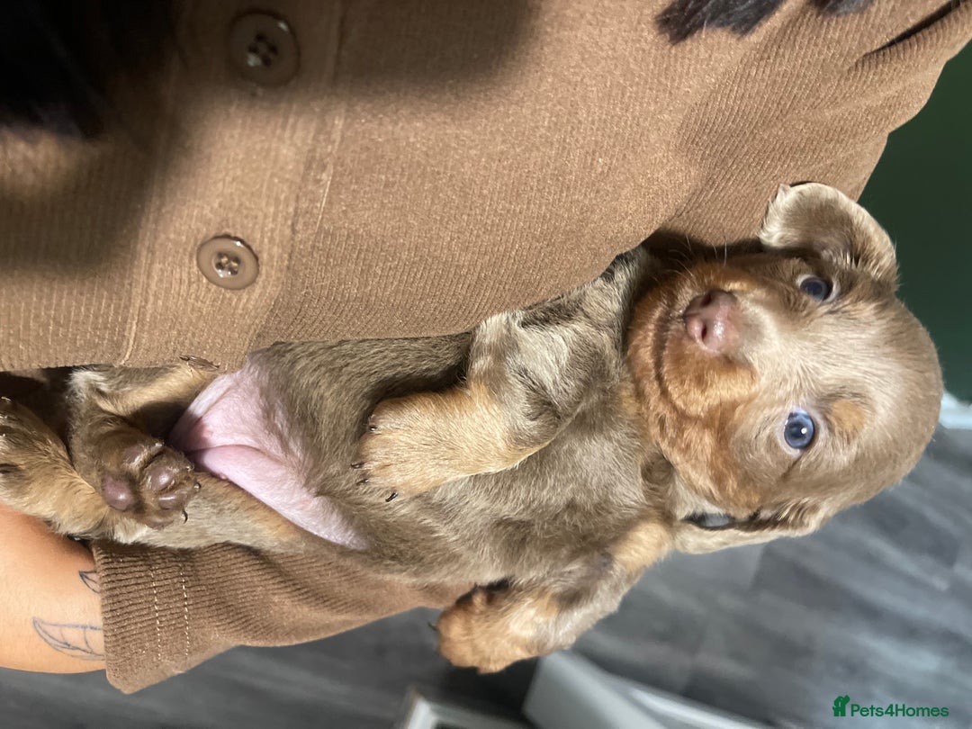 Miniature Dachshund dogs for sale: Long haired Isabella and tan miniature dachshund  - Image 6