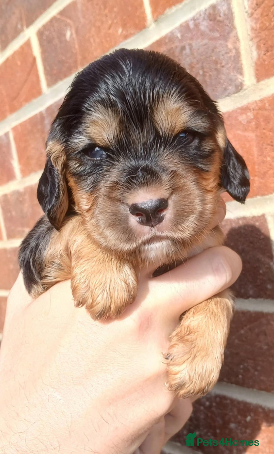 Cocker Spaniel dogs for sale: 3Beautiful show type cocker spaniels 💕♥️ 💙💕 - Image 21