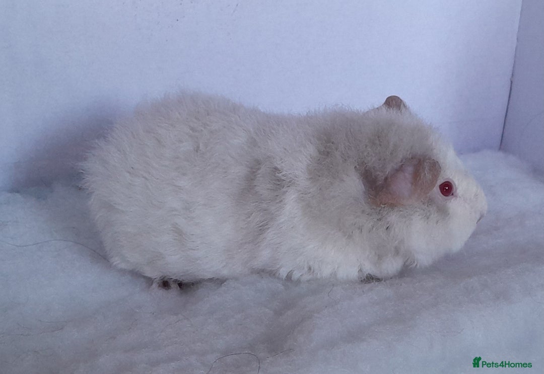 Guinea Pig rodents for sale: 2 x Teddy Guinea Pig Sows - Advert 2