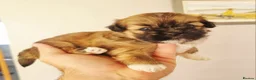 Lhasa Apso dogs for sale: Adorable Lhasa Apso Puppies  - Advert 19