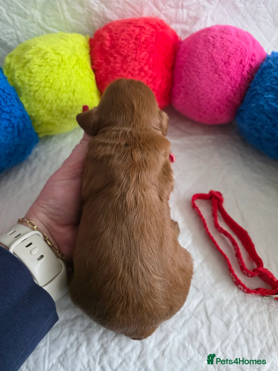 Australian Labradoodle dogs for sale:  👑 Multigen Toy Bred Australian Double Doodles 👑 - Advert 19